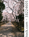Cherry blossom tunnel 38224605