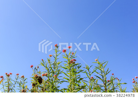 Colorful flowers on the mountains in winter. Colorful flowers on the mountains in winter. 38224978