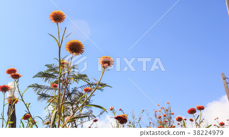 Colorful flowers on the mountains in winter. Colorful flowers on the mountains in winter. 38224979