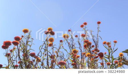 Colorful flowers on the mountains in winter. Colorful flowers on the mountains in winter. 38224980