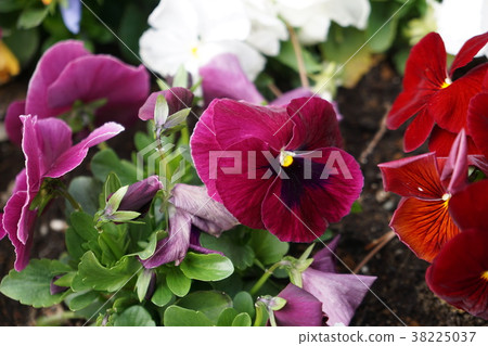 Spring flower  38225037