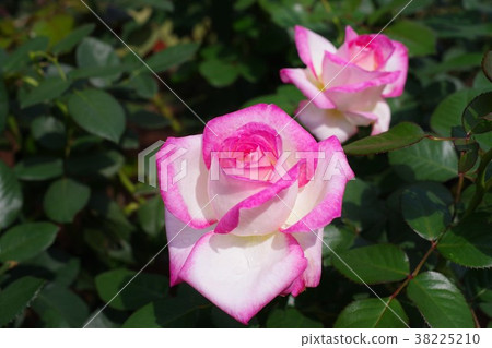 Two roses Two roses 38225210