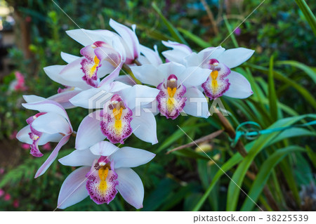 Beautiful white orchid Beautiful white orchid 38225539