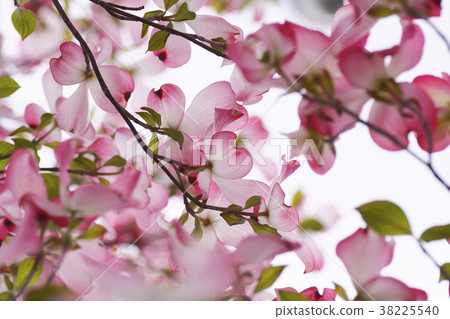 Dogwood Dogwood 38225540