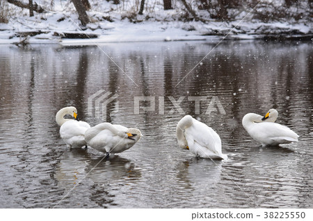 天鵝在暴風雪河 天鵝在暴風雪河 38225550