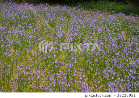 Matsubaun Run 38225981