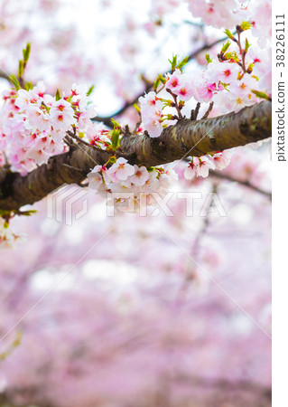Pink cherry blossom on tree brance close up Pink cherry blossom on tree brance close up 38226111
