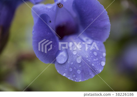 Water droplets after the rain Water droplets after the rain 38226186