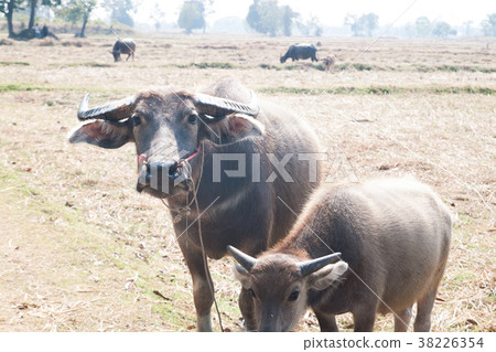 Asian buffalo family look at camera 38226354