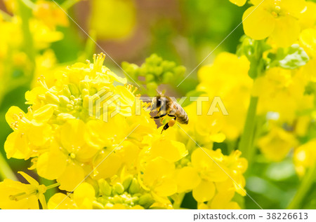 Bee with rape blossom and pollen dumpling Bee with rape blossom and pollen dumpling 38226613
