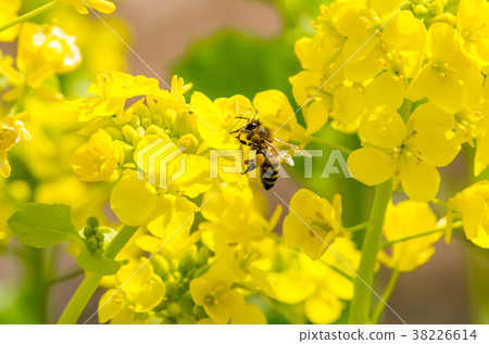 與強姦開花和花粉餃子的蜂 38226614
