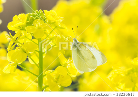 Cabbage butterfly sucking nectar from rape blossoms Cabbage butterfly sucking nectar from rape blossoms 38226615