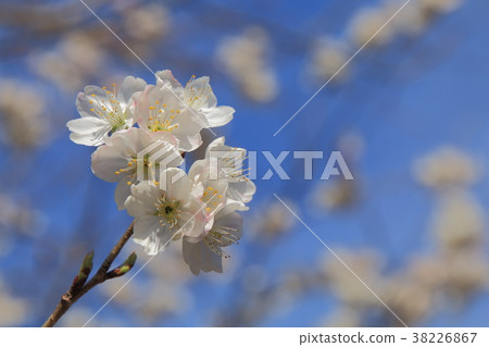 Cherry Blossom Cherry Blossom 38226867
