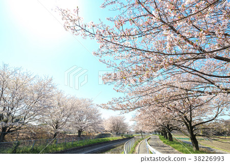 Minuma rice field cherry blossoms spring Japan's best cherry blossom corridor Minuma rice field cherry blossoms spring Japan's best cherry blossom corridor 38226993