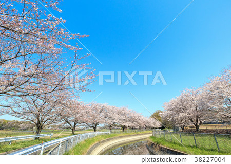 Minuma rice field cherry blossoms spring Japan's best cherry blossom corridor Minuma rice field cherry blossoms spring Japan's best cherry blossom corridor 38227004