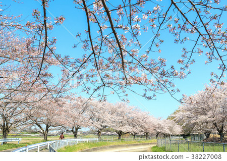 Minuma rice field cherry blossoms spring Japan's best cherry blossom corridor 38227008