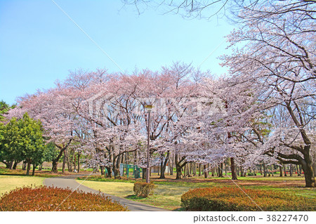 櫻花在Nogawa公園,調布市,東京 櫻花在Nogawa公園,調布市,東京 38227470