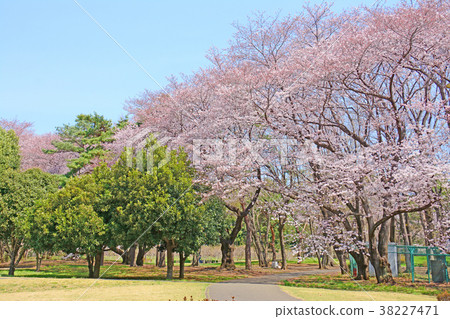 Cherry blossoms in Nogawa Park, Chofu City, Tokyo Cherry blossoms in Nogawa Park, Chofu City, Tokyo 38227471