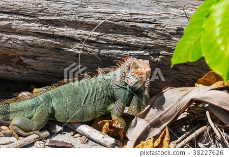 Iguana 38227626
