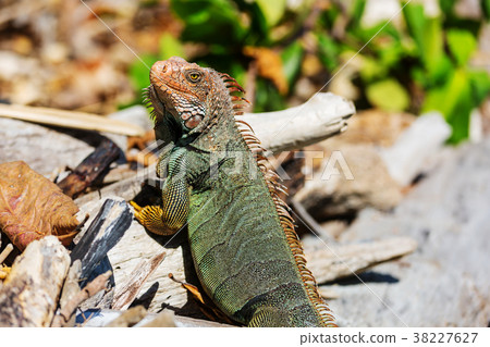 Iguana 38227627