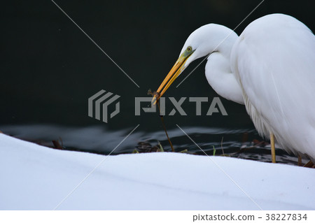 Great Egret in the Snowy Kawahara Great Egret in the Snowy Kawahara 38227834