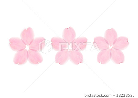 Cherry Blossom Petal White Background Stock Photo 38228553 Pixta