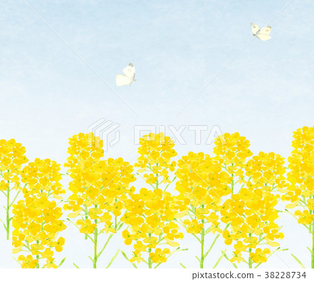 Rape field and butterfly Rape field and butterfly 38228734