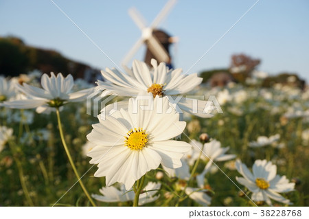 Windmill and white flower Windmill and white flower 38228768