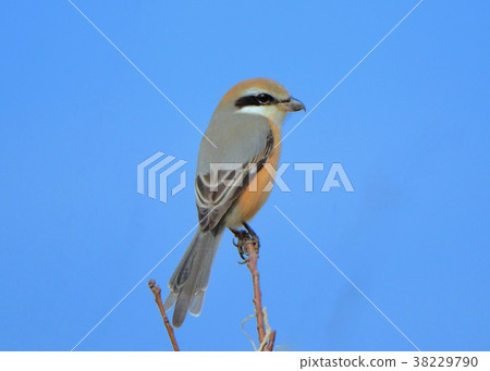 Winter wild birds 38229790