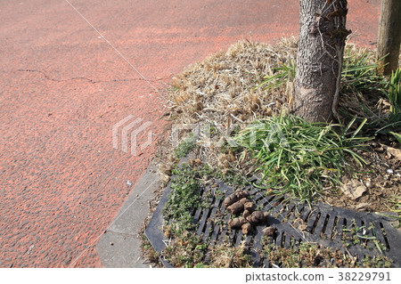 Dog excrement left on the road 38229791