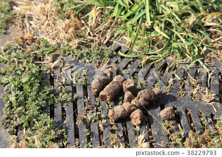 狗屎留在路上 狗屎留在路上 38229793