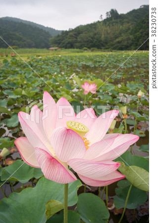 Oga lotus Oga lotus 38230738