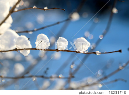 Photo of a macro of snow-covered branches of trees Photo of a macro of snow-covered branches of trees 38231748