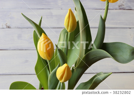 Tulip Tulip 38232802