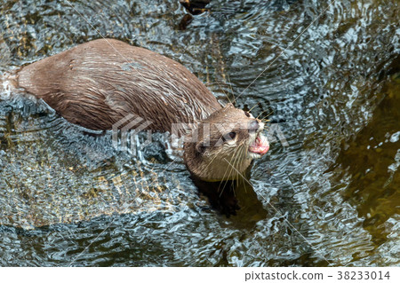 Close up of Asian smalled-clawed otter swimming Close up of Asian smalled-clawed otter swimming 38233014