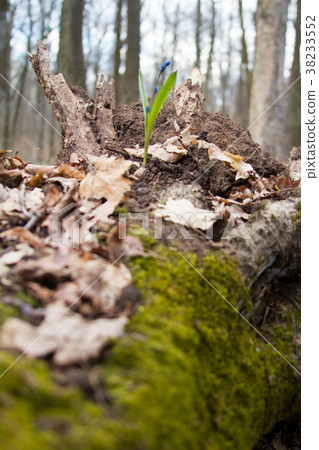 Scilla flowers on forest ground. Scilla flowers on forest ground. 38233552