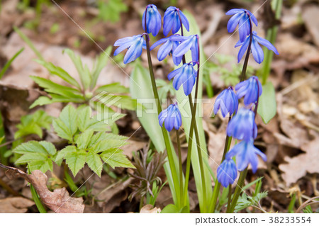 Scilla flowers on forest ground. 38233554