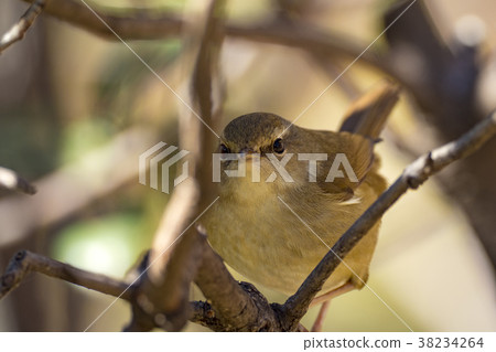 Baby chicks 38234264