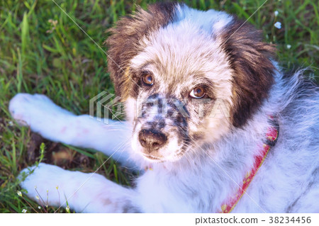 Puppy lying In the grass, close up portrait Puppy lying In the grass, close up portrait 38234456
