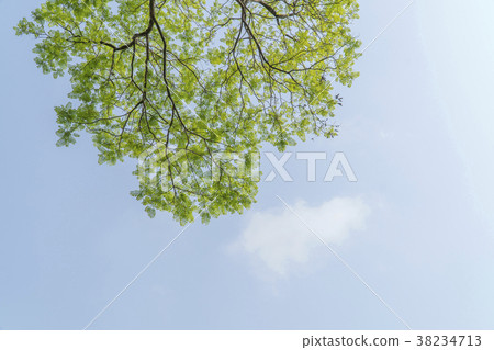 Under the big tree and with branch magnify Under the big tree and with branch magnify 38234713