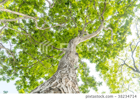 Under the big tree and with branch magnify Under the big tree and with branch magnify 38234714