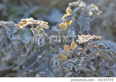 用在早晨太陽的霜蓋的狂放的玫瑰色葉子 用在早晨太陽的霜蓋的狂放的玫瑰色葉子 38234759
