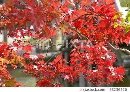 秋天的樹葉 38236536