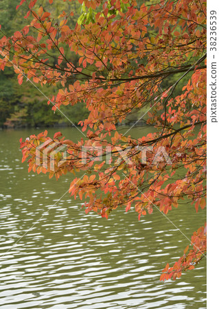 秋天的樹葉 38236539