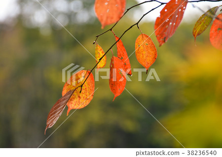 秋天的樹葉 38236540