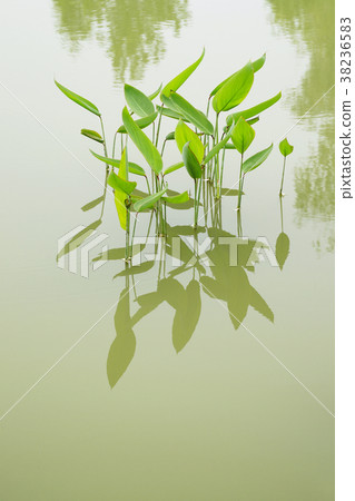Fresh green Fresh green 38236583