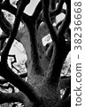 一棵樹 38236668