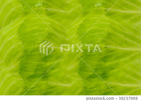 translucent green cabbage leaves translucent green cabbage leaves 38237008