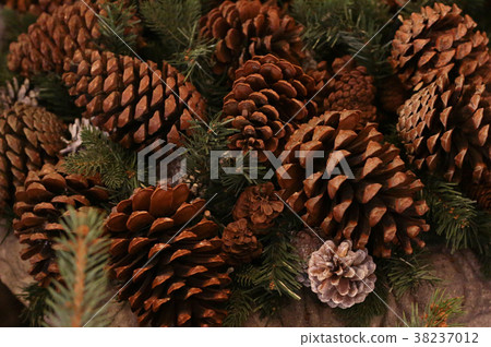 fir-tree cone forest large brown integer natura fir-tree cone forest large brown integer natura 38237012