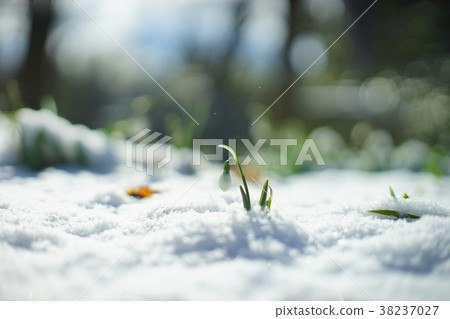 Snowdrops in the snow 38237027